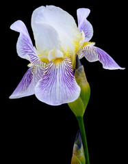 Purple-white flower on a green stem with buds. Isolated on black background with clipping path....