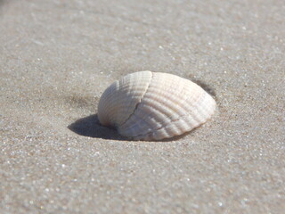 Fototapeta na wymiar shell on the beach