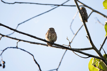 Beautiful small nocturnal bird, adult Collared owlet, uprisen angle view, front shot, resting in the morning on the overgrown twig in tropical moist montane forest, national park in northern Thailand.