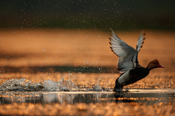 Closeup beautiful adult male Red-crested pochard, low angle view, side shot, in the morning on beauty sunlight, spread wings and landing on wild abundance swamp, northern Thailand.