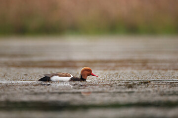 Closeup beautiful adult male Red-crested pochard, low angle view, side shot, in the morning on beauty sunlight, floating and foraged aquatic plant in wild abundance swamp, northern Thailand.
