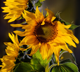 Beautiful bouquet of sunflowers