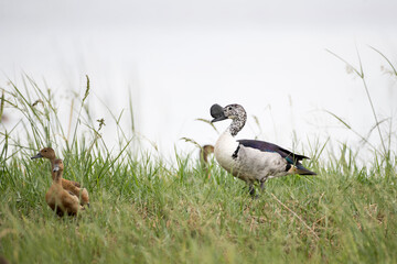 Beautiful male Knob-billed duck, or African comb duck, low angle view, side shot, in the morning foraging and floating on the border of the swamp in tropical moist rainforest, southern Thailand.