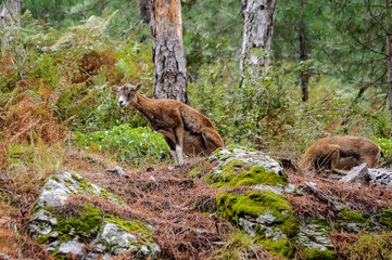 Jeune femelle mouflon corse