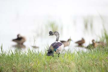 Beautiful male Knob-billed duck, or African comb duck, low angle view, rear shot, in the morning foraging and floating on the border of the swamp in tropical moist rainforest, southern Thailand.