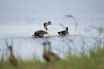 Beautiful male Knob-billed duck, or African comb duck, low angle view, side shot, in the morning foraging and floating on the swamp with another bird in tropical moist rainforest, southern Thailand.