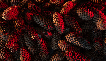 Heap of fir cones