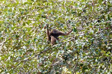 Adult Agile gibbon or Black-handed gibbon, high angle view, side shot, sitting on the branch of the fruit tree in tropical moist rainforest of wildlife sanctuary, southern Thailand.