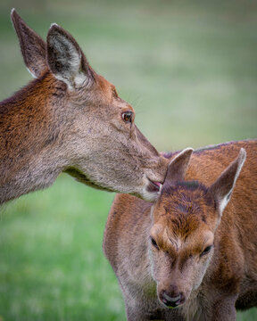 A close up of a red deer doe and fawn. The mother is licking behind the fawns ears. Cute photograph of a sign of motherly love