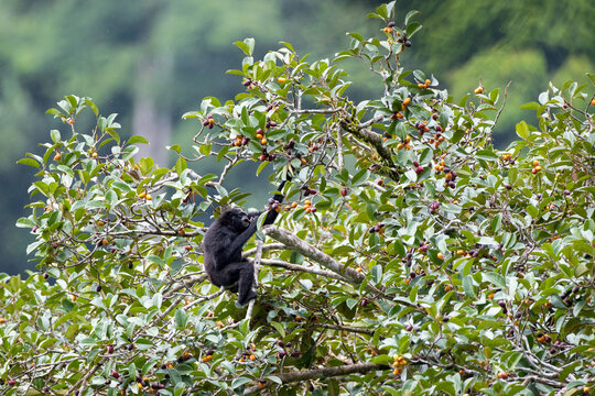 Adult Agile gibbon or Black-handed gibbon, high angle view, side shot, sitting on the branch of the fruit tree in tropical moist rainforest of wildlife sanctuary, southern Thailand.
