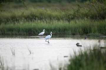 Adult Great egret, common egret, large egret, great white egret or great white heron, walking and foraging in the morning in nature of wild swamp in tropical moist rainforest, southern Thailand.