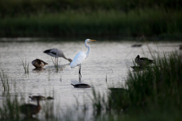 Adult Great egret, common egret, large egret, great white egret or great white heron, walking and foraging in the morning in nature of wild swamp in tropical moist rainforest, southern Thailand.