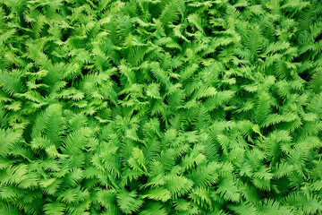 Fern leaves pattern background.  Botanical texture pattern. Top view.