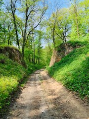 Obraz premium path in the park