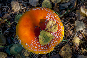 Leaves with shadows on a forest mushroom