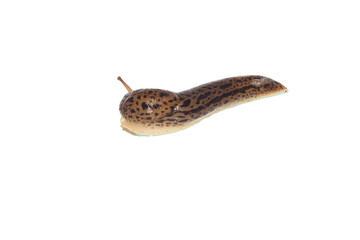 snail isolated on white background