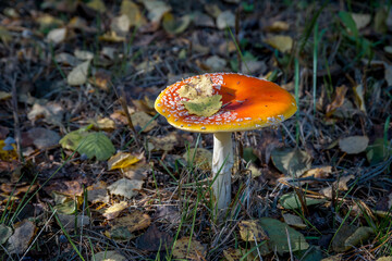 Leaves with shadows on a forest mushroom.