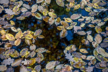 Texture of autumn leaves on the water