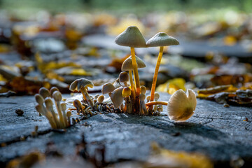 Mushroom on the grass in the forest.