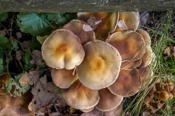 Mushroom on the grass in the forest.