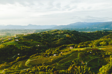 Italian vineyard hills countryside at sunset, Savorgnano del Torre, Udine Province, Friuli Venezia Giulia, Italy