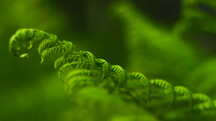 Motif régulier sur une feuille de fougère bien verte