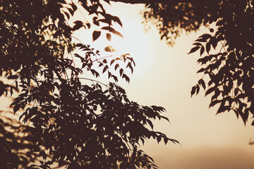 A retro view of sunset in the forest