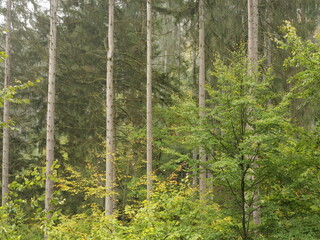 Fototapeta na wymiar Herbstwald