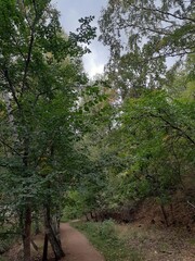 Fototapeta premium forest in the village of Lokh, Saratov region, Russia