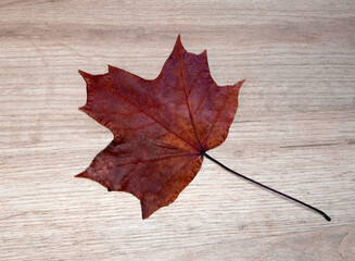 Naklejka na ściany i meble Beautiful red dry maple leaf textured with a lot of streaks lying on a light wooden board