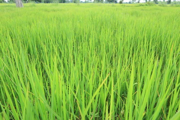 Close up of green paddy rice. yellow green rice field in thailand.