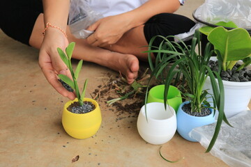 woman hands planting the flowers in the pot at home.