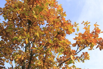 Autumn trees in the forest