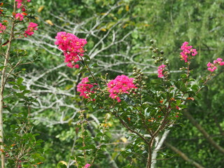鹿島神宮の門前の百日紅の花