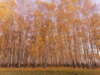 autumn trees with remnants of yellow leaves
