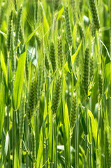 Épis de blé à Challes, France