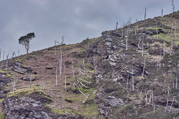 Green tree after forest fire in Ireland. Green tree survives forest fire. Lonely green tree. Lonely green tree on a hill with burnt trees.
