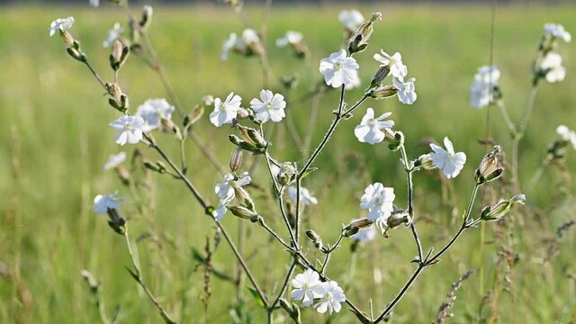 Slow motion white campion flower