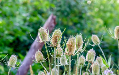 Woodland teasel (dipsacus fullonum). Meadow plant with healing properties. Used in medicine. A plant with dry cone-shaped buds. Beautiful flower background with green color.