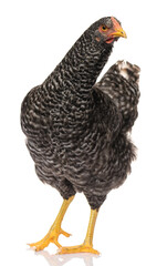 one black chicken isolated on white background, studio shoot