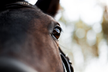 horse eye