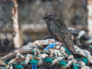  A beautifully coloured starling (sturnus vulgaris) sits amongst fishing nets and rope.Image.