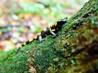 Salamandra plamista,zwana jaszczur ognisty (Salamandra salamandra) jesiennym lesie w deszczowym dniu © JDziedzic