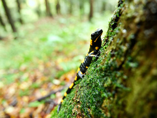 Salamandra plamista,zwana jaszczur ognisty (Salamandra salamandra) jesiennym lesie w deszczowym dniu © JDziedzic