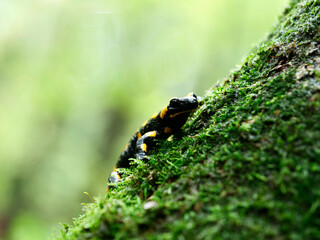 Salamandra plamista,zwana jaszczur ognisty (Salamandra salamandra) jesiennym lesie w deszczowym dniu © JDziedzic