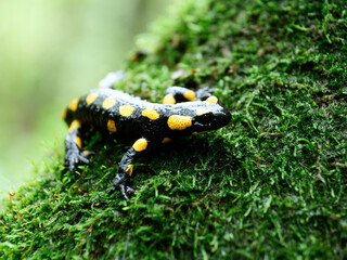 Salamandra plamista,zwana jaszczur ognisty (Salamandra salamandra) jesiennym lesie w deszczowym dniu - obrazy, fototapety, plakaty