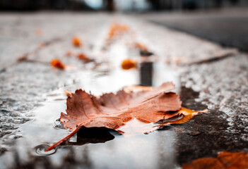 Hojas de otoño en el agua en un costado de la calle - Autumn leaves in the water on the side of the street