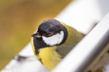 Fototapeta premium Wet photo of the common forest tit on the windowsill