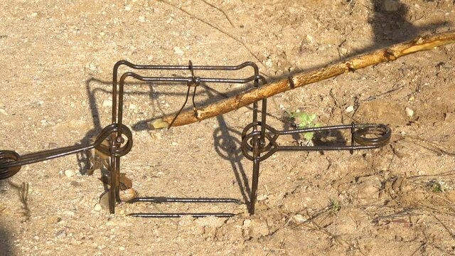 The beaver trap works by touching a tree