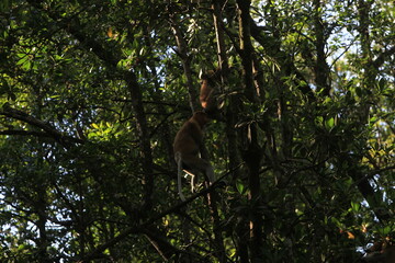 Proboscis monkeys are long-nosed monkeys with reddish brown hair and are one of two species in the genus Nasalis. Proboscis monkeys are endemic to the island of Borneo which is famous for its mangrov